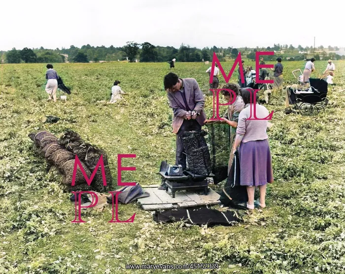  : PEA PICKERS