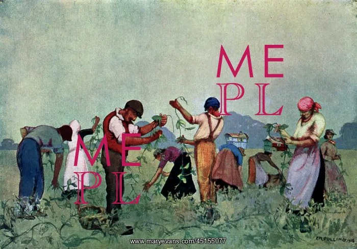  : The Pea-Pickers