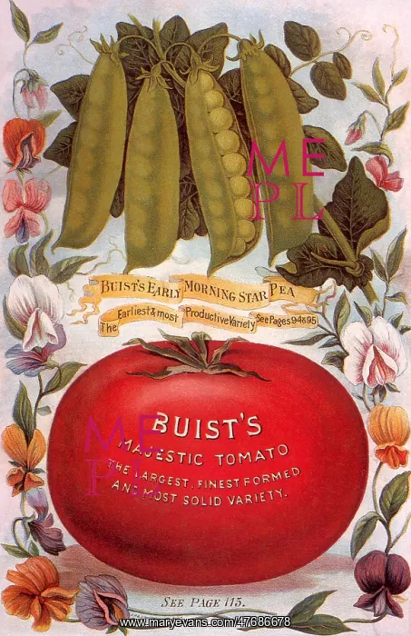 : Pea pods-Red Tomato : Pea pods-Red Tomato