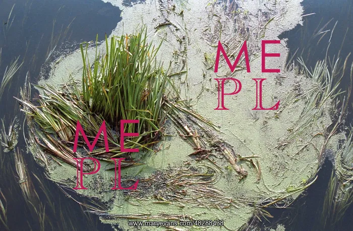 : Peaceful backwater, 1989 : Peaceful backwater, 1989