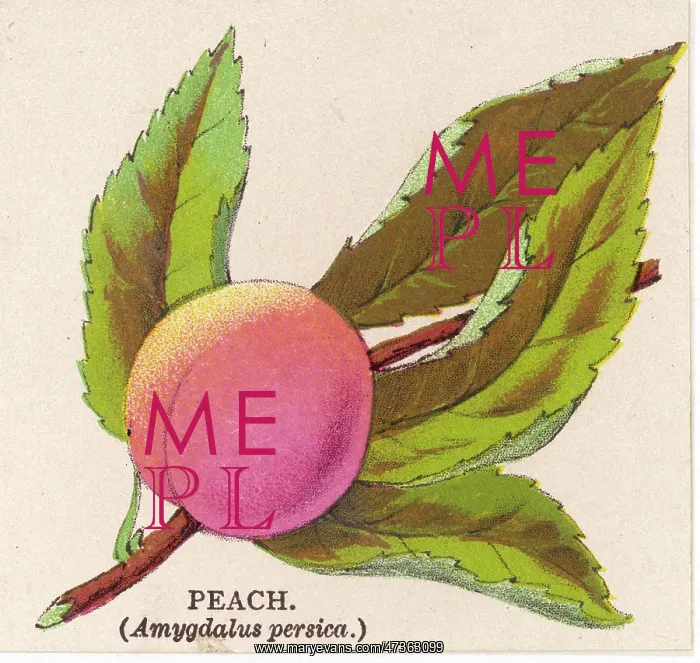  : A PEACH. AMYGDALUS PERSICA