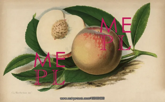 : Peach alexander cultivar, Prunus persica : Peach alexander cultivar, Prunus persica