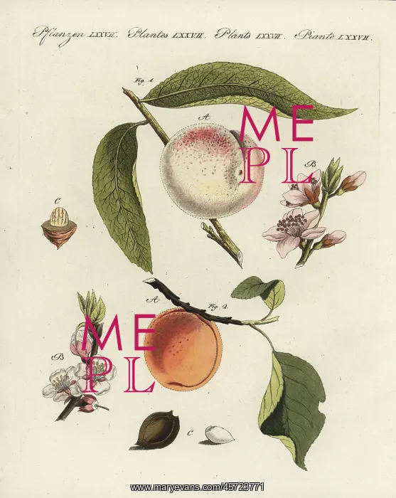 : Peach and apricot : Peach and apricot