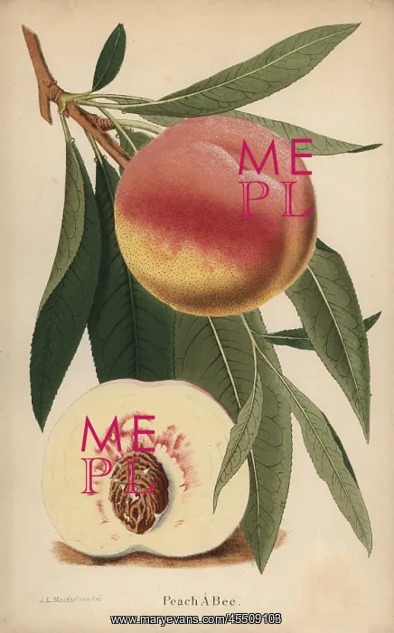 : Peach a Bec, Prunus persica cultivar : Peach a Bec, Prunus persica cultivar