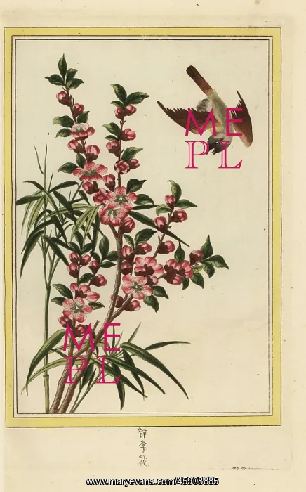 : Peach blossom, Prunus persica : Peach blossom, Prunus persica