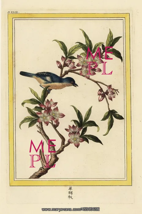 : Peach blossom, Prunus persica : Peach blossom, Prunus persica