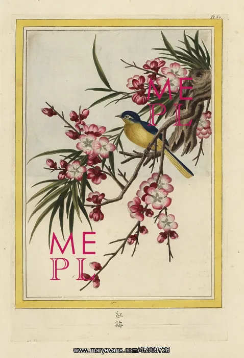 : Peach blossom, Prunus persica : Peach blossom, Prunus persica