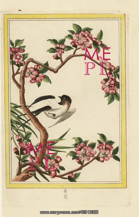 : Peach blossom, Prunus persica : Peach blossom, Prunus persica
