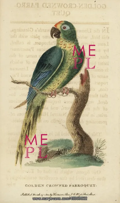 : Peach-fronted parakeet, Aratinga aurea : Peach-fronted parakeet, Aratinga aurea