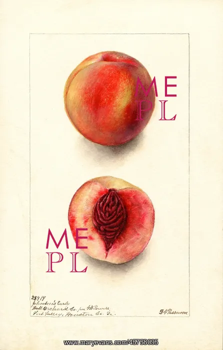 : peach - fruit - food nutrition : peach - fruit - food nutrition