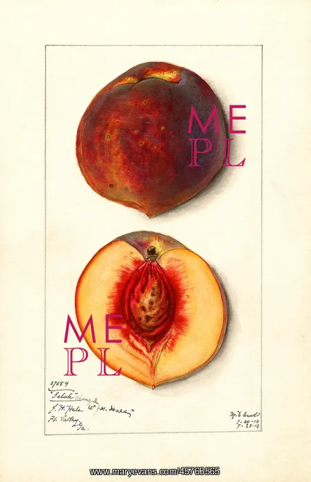 : peach - fruit - food nutrition : peach - fruit - food nutrition