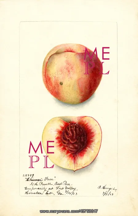 : peach - fruit - food nutrition : peach - fruit - food nutrition
