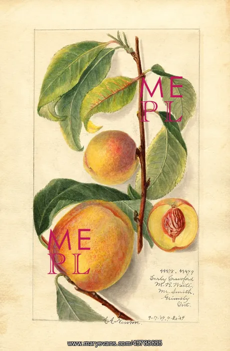 : peach - fruit - food nutrition : peach - fruit - food nutrition