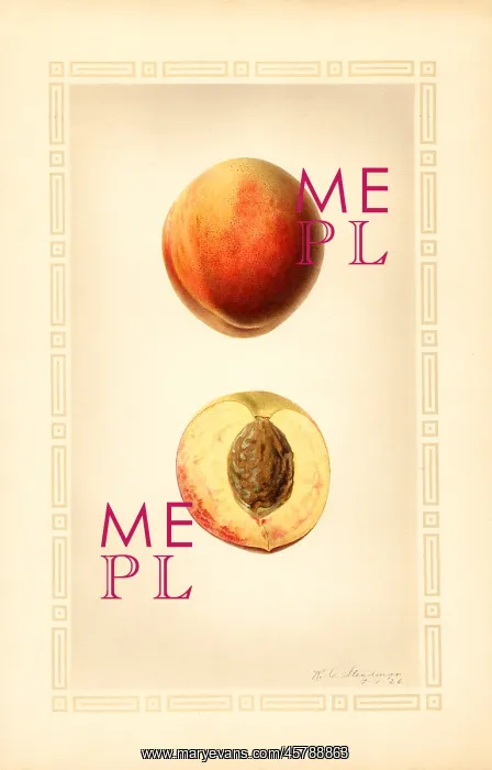: peach - fruit - food nutrition : peach - fruit - food nutrition