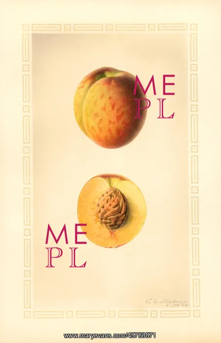 : peach - fruit - food nutrition : peach - fruit - food nutrition