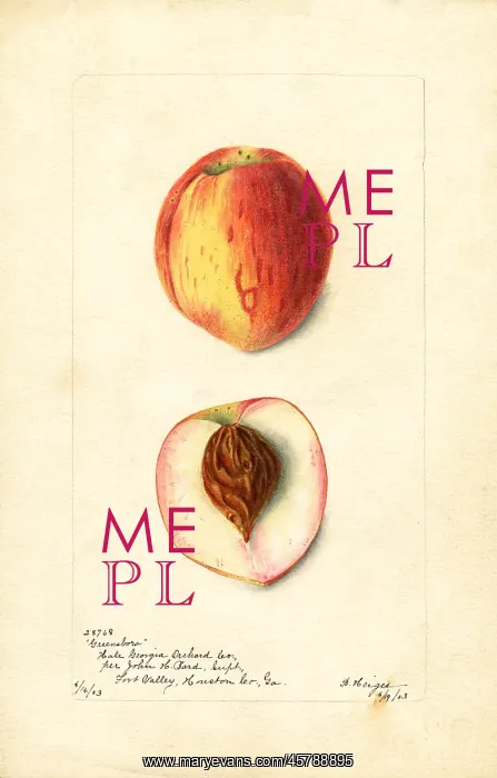 : peach - fruit - food nutrition : peach - fruit - food nutrition