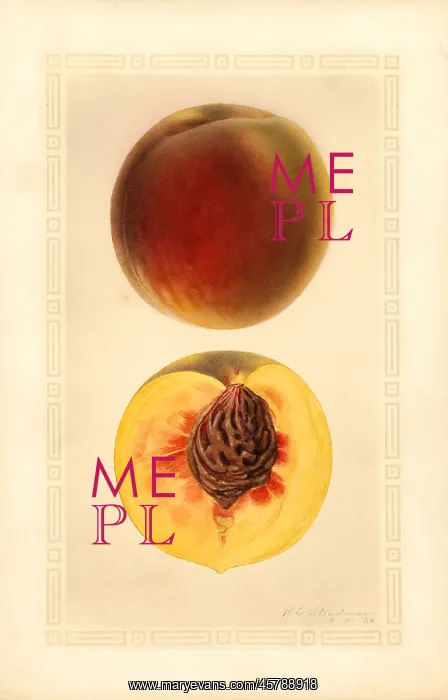 : peach - fruit - food nutrition : peach - fruit - food nutrition