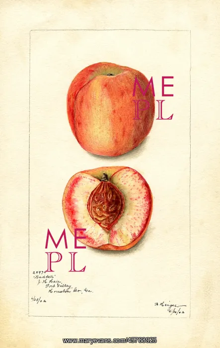 : peach - fruit - food nutrition : peach - fruit - food nutrition
