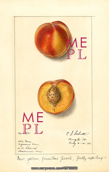 : peach - fruit - food nutrition : peach - fruit - food nutrition