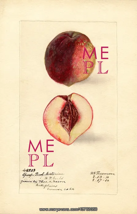 : peach - fruit - food nutrition : peach - fruit - food nutrition
