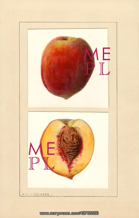 : peach - fruit - food nutrition : peach - fruit - food nutrition