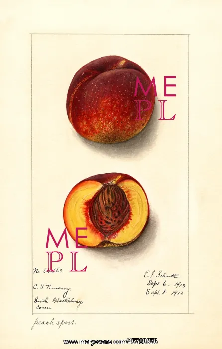 : peach - fruit - food nutrition : peach - fruit - food nutrition
