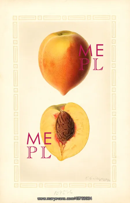 : peach - fruit - food nutrition : peach - fruit - food nutrition