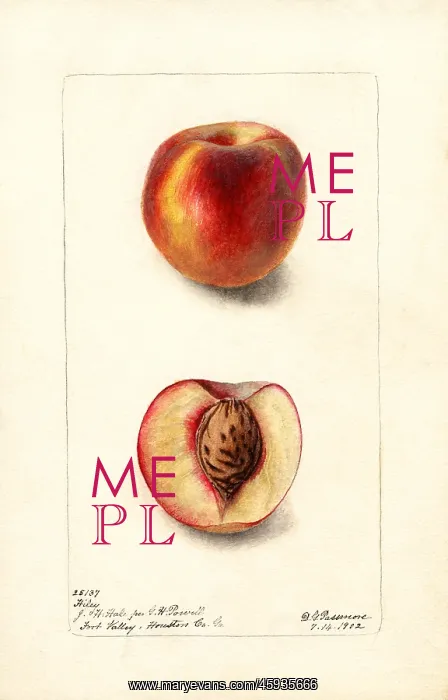  : peach - fruit - food nutrition