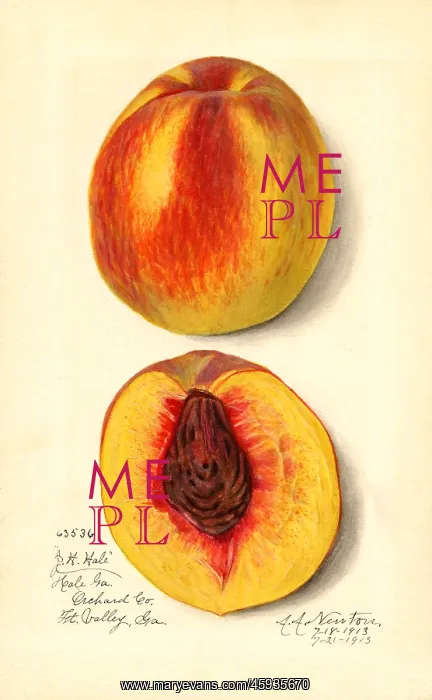 : peach - fruit - food nutrition : peach - fruit - food nutrition