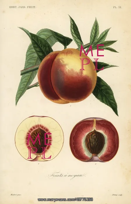 : Peach fruit, Prunus persica : Peach fruit, Prunus persica