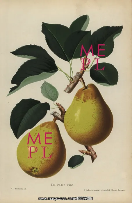 : Peach pear, Pyrus communis cultivar : Peach pear, Pyrus communis cultivar