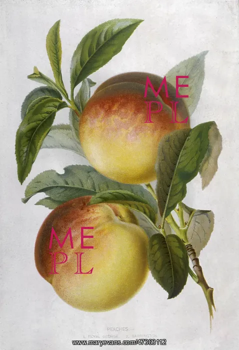  : PEACH: ROYAL GEORGE