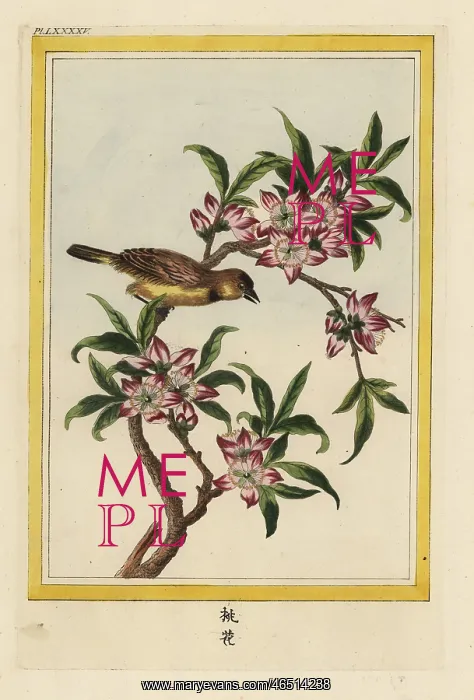 : Peach tree in blossom, Prunus persica : Peach tree in blossom, Prunus persica