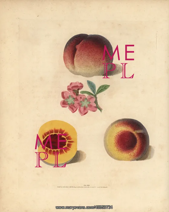 : Peach varieties, Prunus persica : Peach varieties, Prunus persica