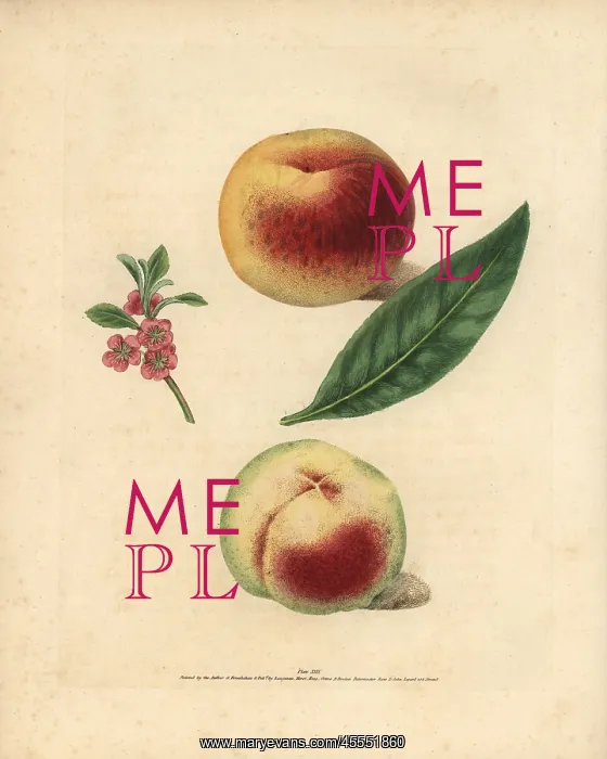 : Peach varieties, Prunus persica : Peach varieties, Prunus persica