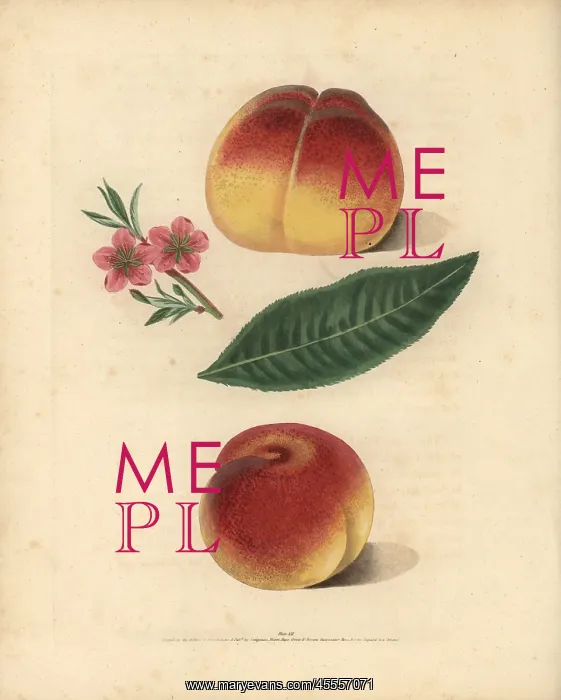 : Peach varieties, Prunus persica : Peach varieties, Prunus persica