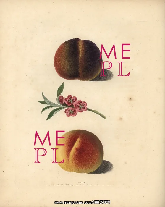 : Peach varieties, Prunus persica : Peach varieties, Prunus persica
