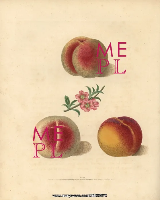 : Peach varieties, Prunus persica : Peach varieties, Prunus persica