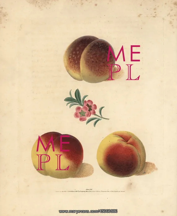 : Peach varieties, Prunus persica : Peach varieties, Prunus persica