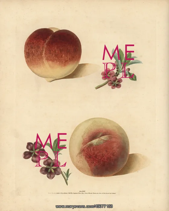 : Peach varieties, Prunus persica : Peach varieties, Prunus persica