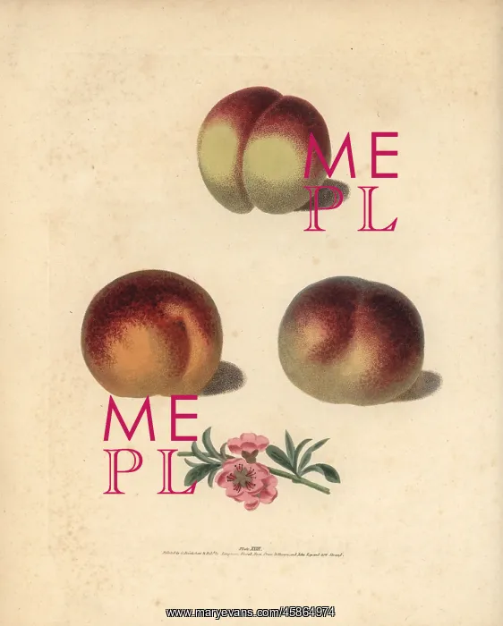 : Peach varieties, Prunus persica : Peach varieties, Prunus persica