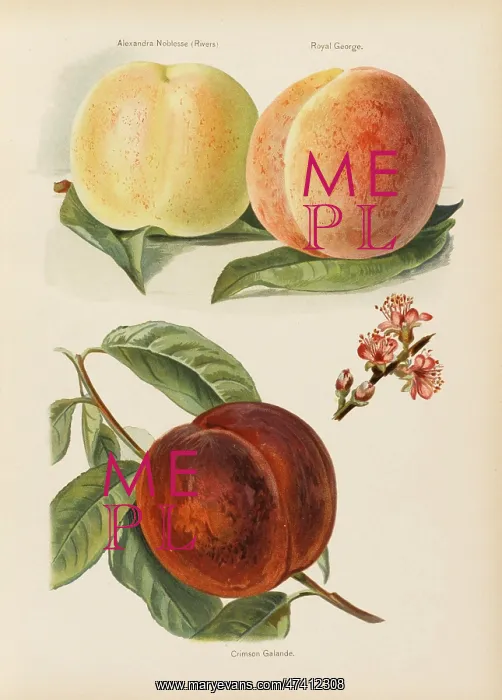 : PEACHES. Alexandra Nobelese (Rivers) Royal George Crimson Galande (with blossom) : PEACHES. Alexandra Nobelese (Rivers) Royal George Crimson Galande (with blossom)