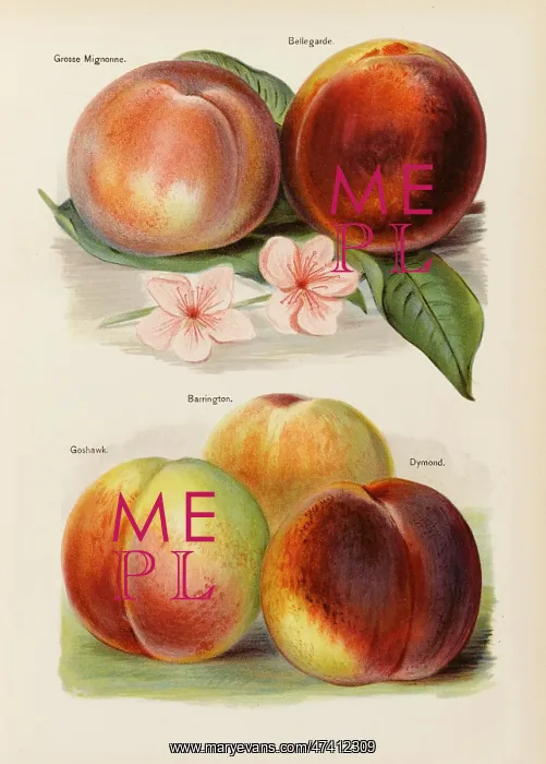  : PEACHES. Grosse Mignonne Bellegarde Goshawk Barrington Dymond