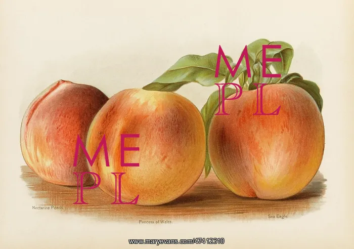  : PEACHES. Nectarine Peach Princess of Wales Sea Eagle