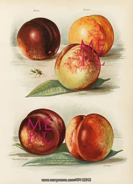  : PEACHES. Milton Goldoni Victoria Stanwick Elruge Newton