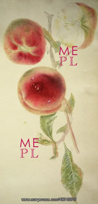  : Peaches