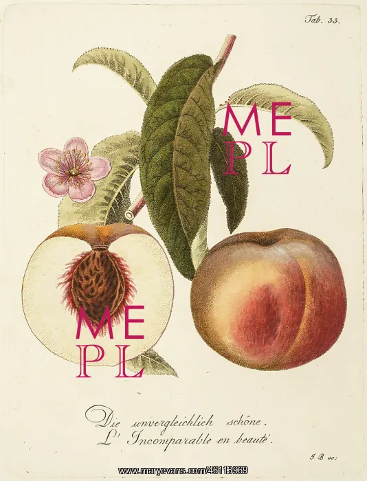  : Two peaches: whole and section