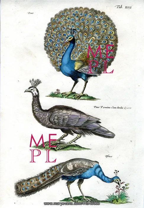  : Peacock
