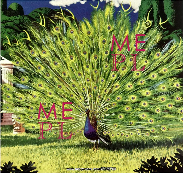  : Peacock