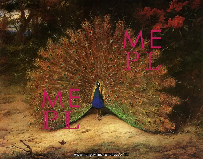 : Peacock